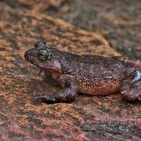 4 Rock/ water frogs